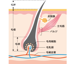 発毛に重要な要素