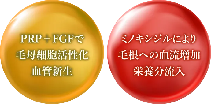 FGFで毛母細胞活性化血管新生・ミノキシジルにより毛根への血流増加栄養分流入